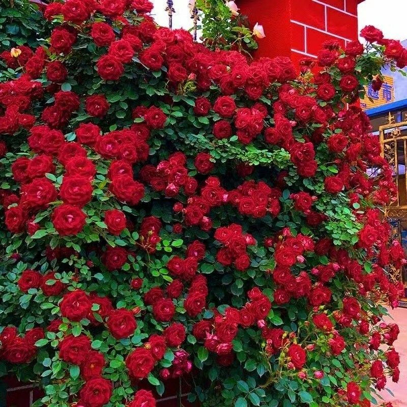 蔷薇花苗藤本月季特大浓香庭院爬藤植物花卉盆栽阳台玫瑰爬墙四季,鲜花速递/花卉仿真/绿植园艺,月季/蔷薇/玫瑰,淘宝优惠券,粉丝福利购,淘宝优惠卷