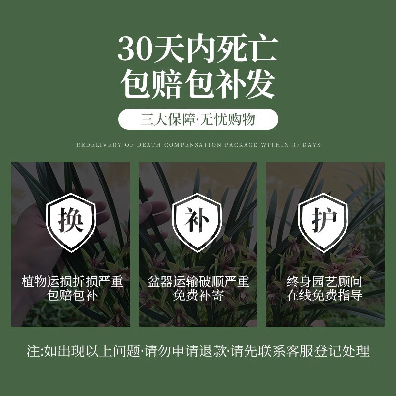 现带花苞出售兰花苗建兰四季兰 小国魂 浓香四溢室内花卉盆栽好养