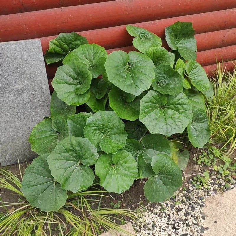 大吴风草盆栽大叶小苗耐阴耐寒室外植物喜M阴绿植庭院花园多年生