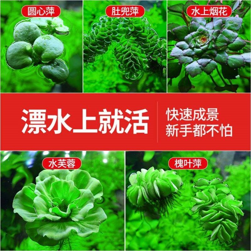 鱼池水生植物室外无土庭院户外鱼缸装饰造景池塘水草净化水质水缸