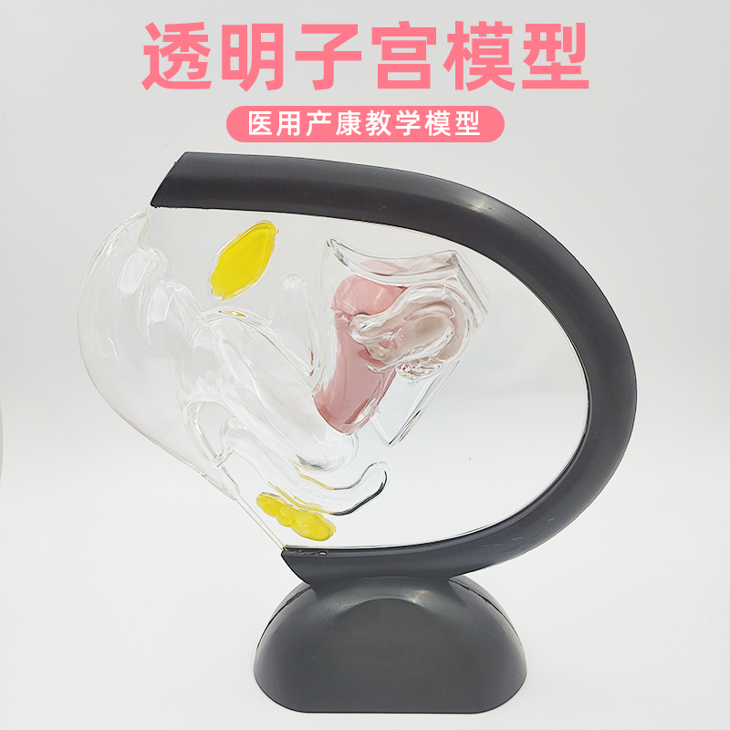 透明子宫模型计生教育用品u产康模具展示可视子宫构造透明人体系