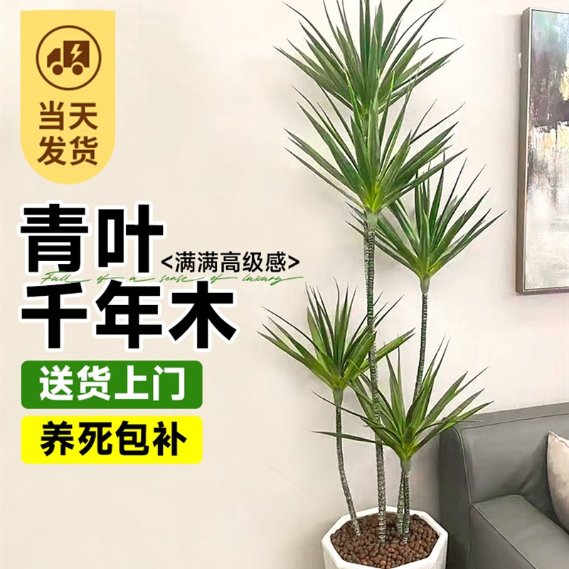 青叶千年a木绿植盆栽七彩铁马尾铁龙血树大型绿植物室内客厅好养