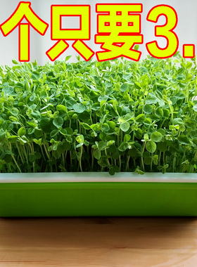 豆苗育苗盘种植盆发豆芽神器家用设备芽苗菜小麦苗猫草蒜苗发芽盒
