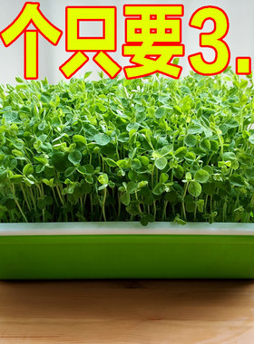 豆苗育苗盘种植盆发芽神器水培