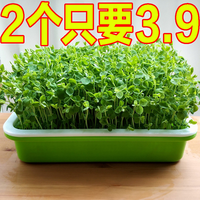 豆苗育苗盘种植盆发芽神器水培