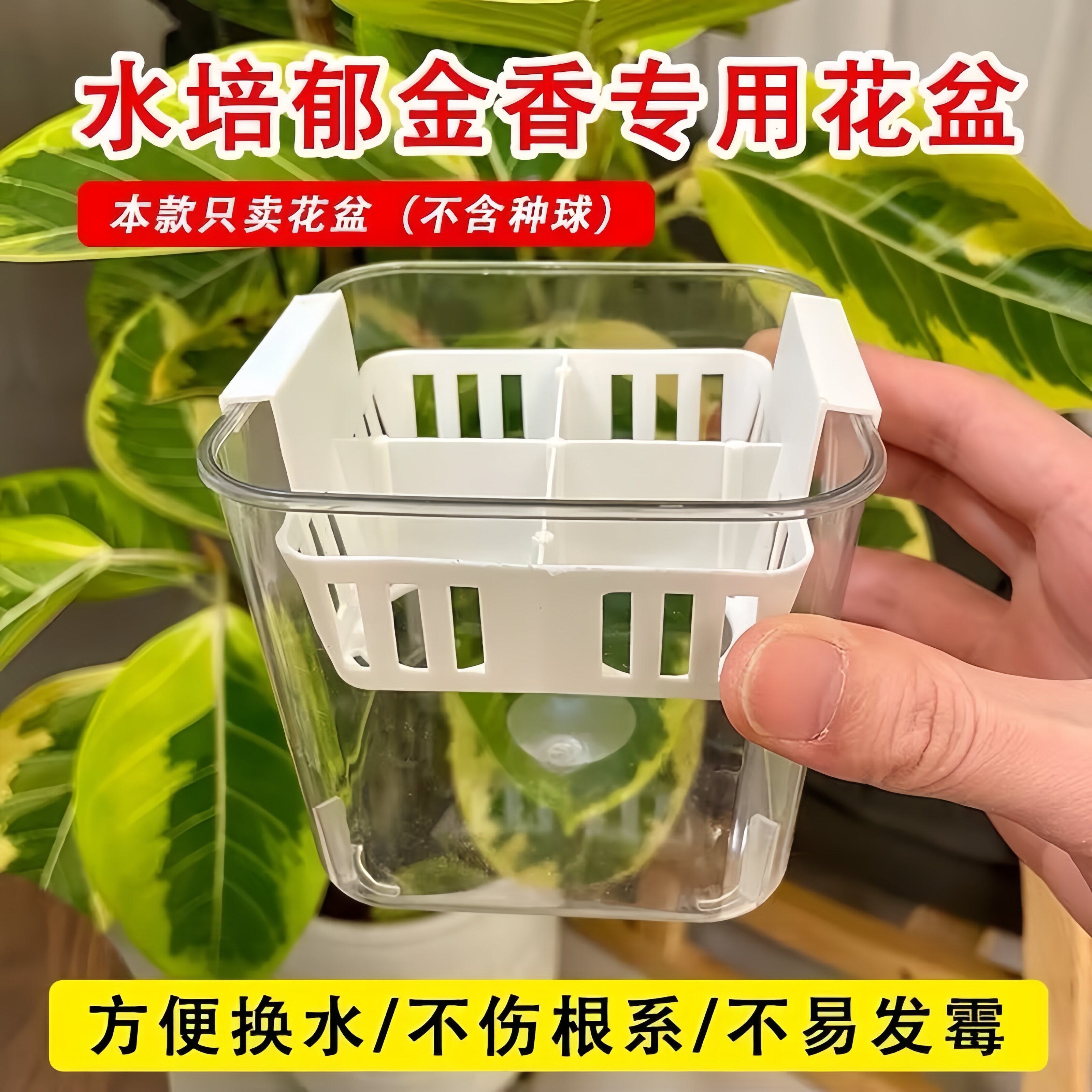 进口郁金香种球多年生水培土培套装易活阳台盆栽耐寒四季植物花卉