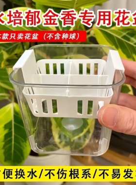 郁金香种球套装水培土培都好养
