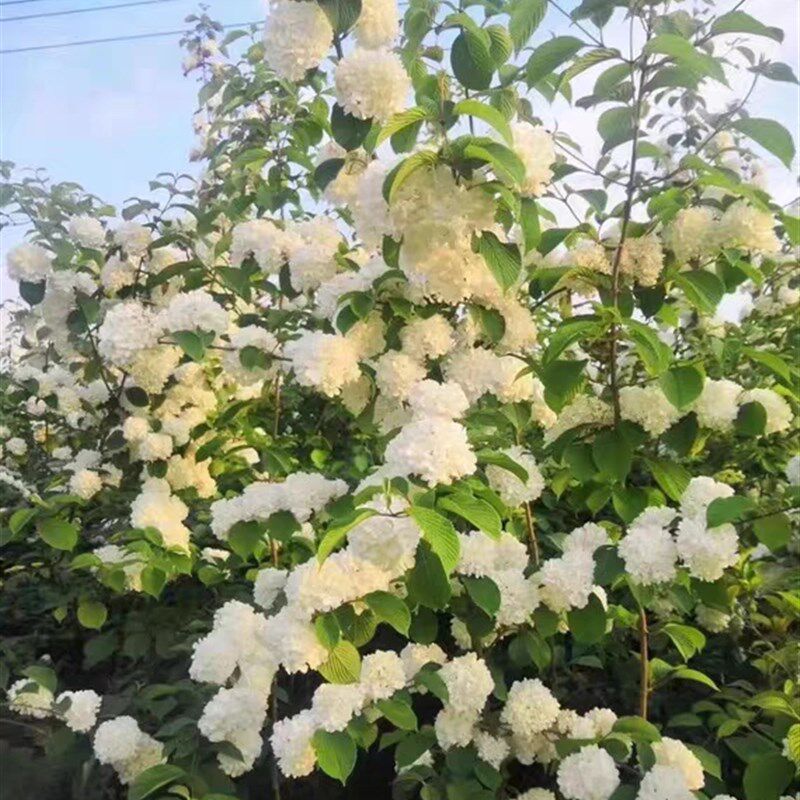原生麻叶木绣球树苗 r庭院别墅绿化苗 工程苗木本植物绣球花苗