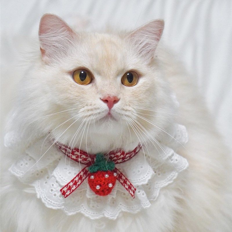 猫咪狗狗项圈草莓围巾公主风布偶蓝白三角巾英短泰迪蕾丝围脖饰品