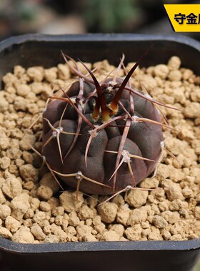 守金摩天龙实生仙人球稀有强刺狂刺紫色美观养仙人掌小
