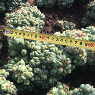 仙人掌罗汉山影拳状态品相防辐射多肉仙人球自根卉