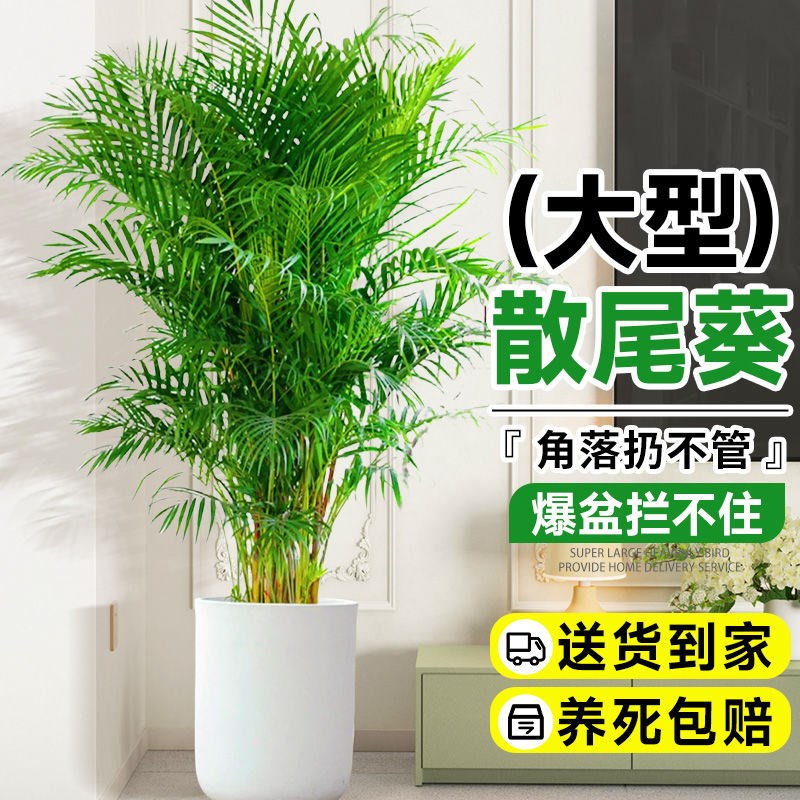 富贵椰子凤尾竹盆栽大型散尾葵植物盆栽网K红绿植净化空气美化室