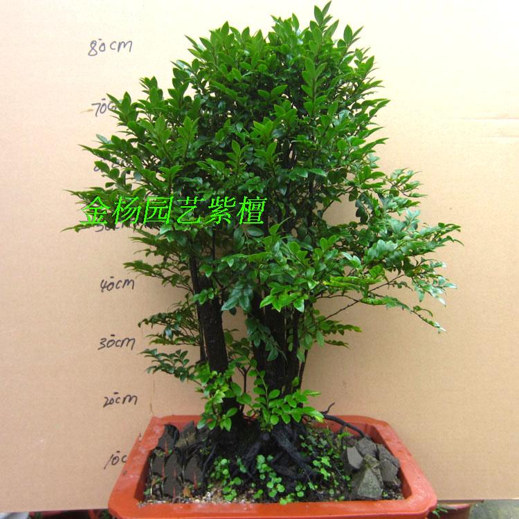 小叶檀香紫檀盆景树桩室内窗台绿植盆栽四季常青植物黑骨茶黑檀木