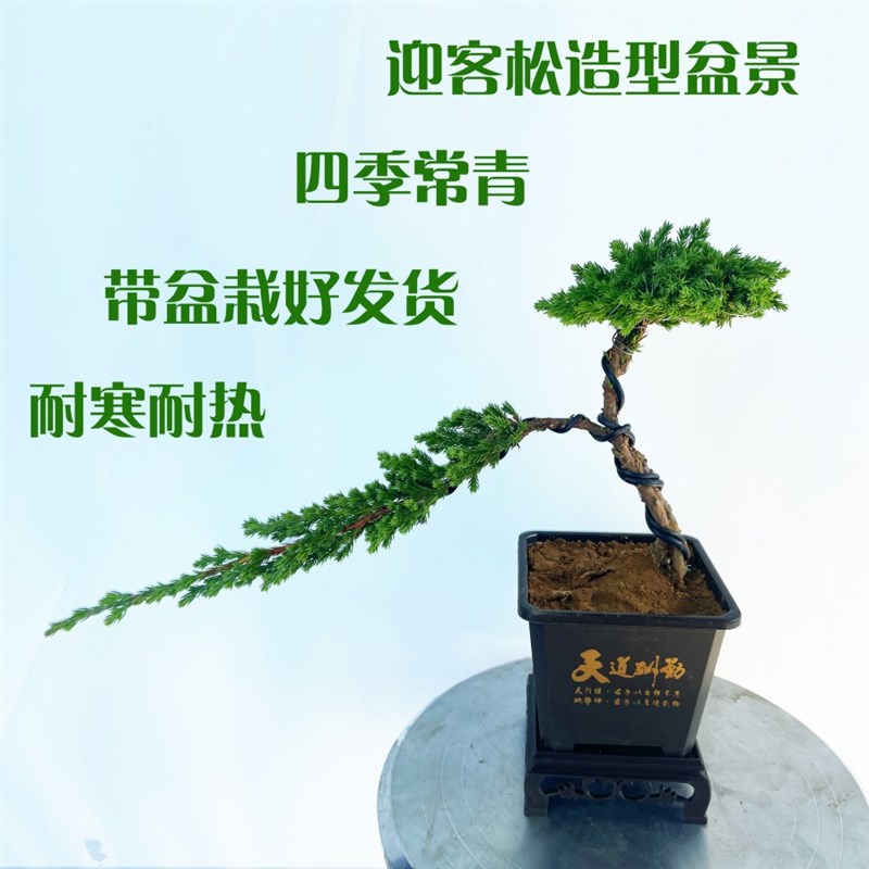 室内外庭院植物迎客松盆景真树盆栽耐寒耐热四季常青松柏造型盆景