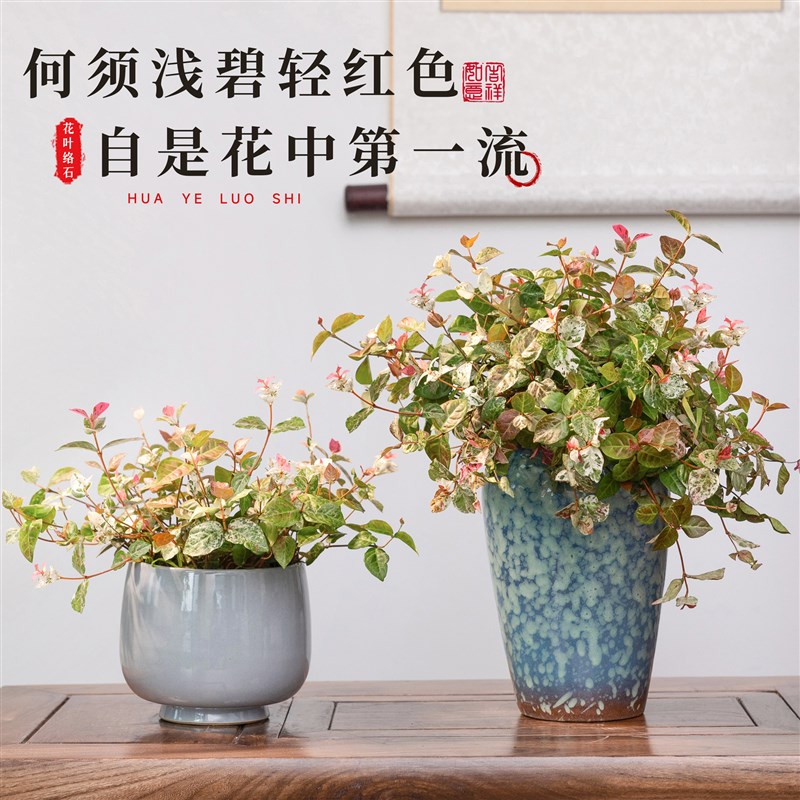 花叶络石盆栽吊兰室内观叶植物垂吊花卉禅意绿植吊篮四季五彩好养