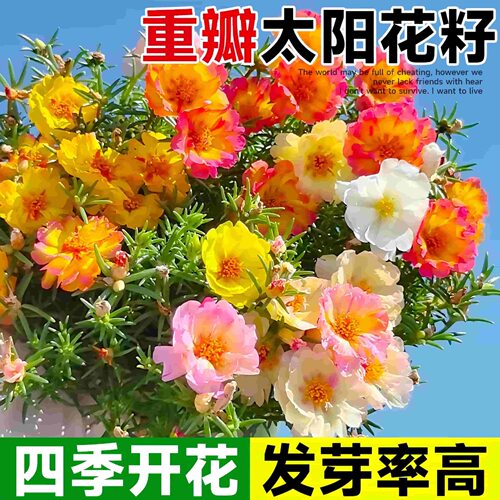 太阳花种子花籽四季播种