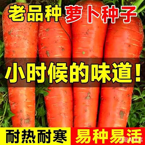 红胡萝卜九寸三高产籽蔬