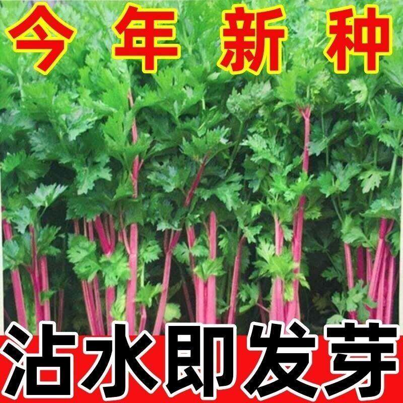 四季红香芹种子红梗菜春