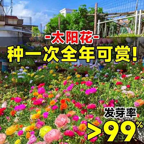 多层太阳花种子混色七彩大花型好养易活花种籽室内外阳台盆栽