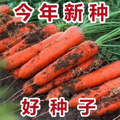 【今年新种】红胡萝卜种