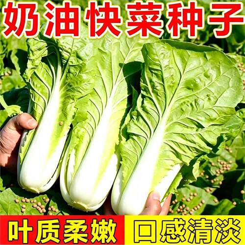 奶油快菜种子小白籽四季