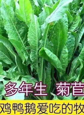 菊苣种子大叶多年生兔子