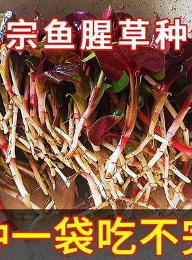 鱼腥草折耳根种子1-12月