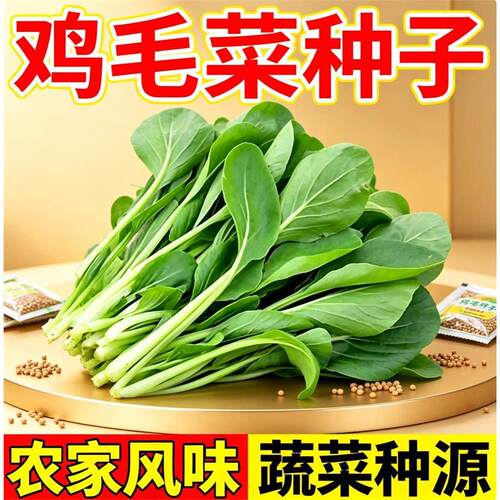 鸡毛菜种子种籽四季小白