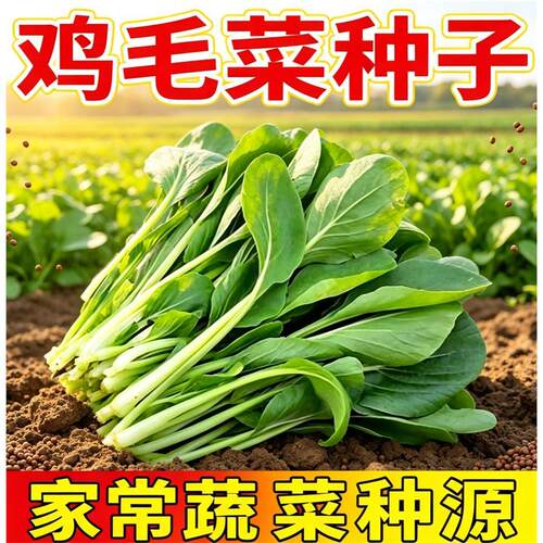 易种鸡毛菜种子四季播种