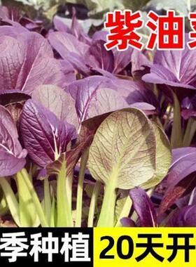 超耐热紫罗兰紫油菜种籽紫色上海青小青菜四季播阳台盆栽蔬菜种子