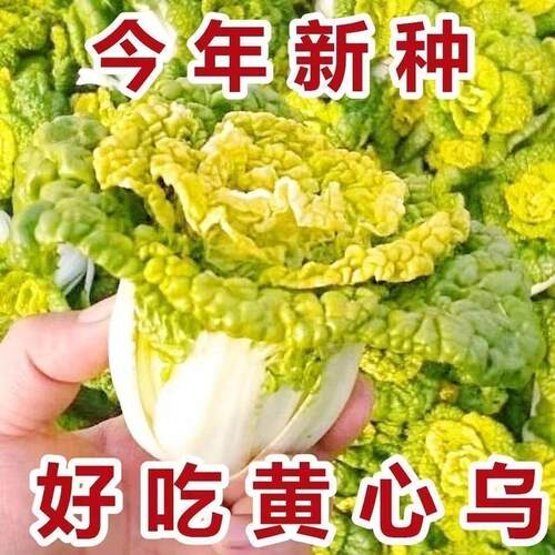 黄心乌菜种种子种籽乌塌