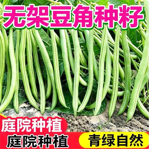 早熟无架四季豆种子无筋