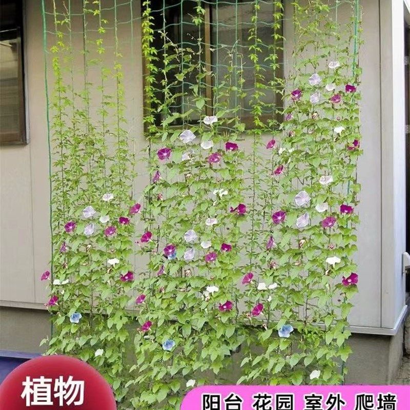 园艺植物爬藤网瓜果吊瓜种植锁边葡萄攀爬网百香果专用顶网大棚网,鲜花速递/花卉仿真/绿植园艺,其它园艺用品,淘宝优惠券,粉丝福利购,淘宝优惠卷