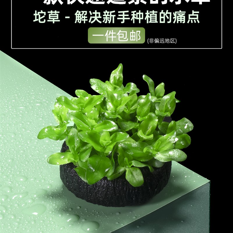 水草鱼缸植物净水阴性水草套餐千草堂水族造景懒人坨草迷你水生缸