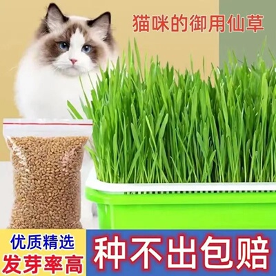 猫草水培猫草麦子无土盆栽套装猫阳台去毛球猫薄荷粉网红化毛懒人