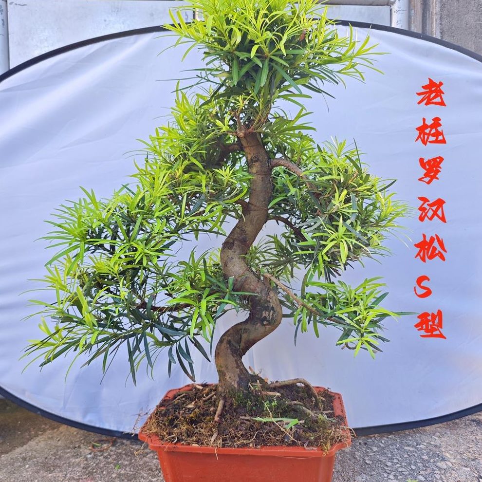 金钻罗汉松盆景老桩雀舌真造型树室内外花园庭院别墅玄关绿植大树