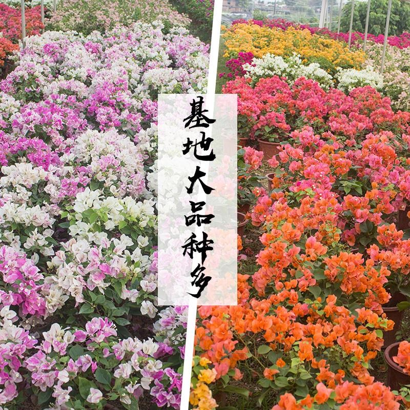 三角梅带花盆栽绿斯樱爬藤重瓣老桩当年开花大苗红樱安格庭院植物