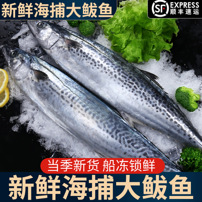 大鲅鱼新鲜活鲐鲅鱼马鲛鱼