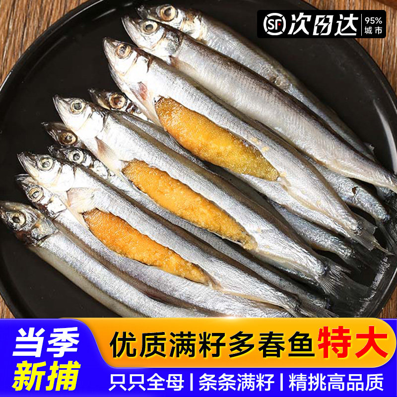 多春鱼满籽新鲜商用海鱼