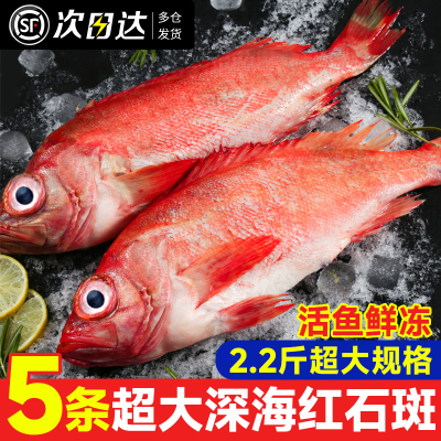 红石斑鱼鲜活新鲜野生海鱼特大号