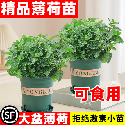 大盆薄荷盆栽可食用大苗室内驱蚊绿植迷迭香四季香草植物猫薄荷叶