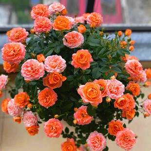 玫瑰花苗老根果汁阳台月季 绿植蔷薇花卉 盆栽带花苞庭院多年生四季