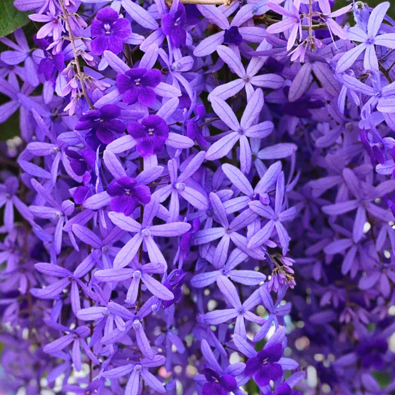 蓝花藤女王藤许愿树盆栽成品庭院花园爬藤攀援多年生木本四季花卉,鲜花速递/花卉仿真/绿植园艺,绣球/木绣球/木本植物,淘宝优惠券,粉丝福利购,淘宝优惠卷