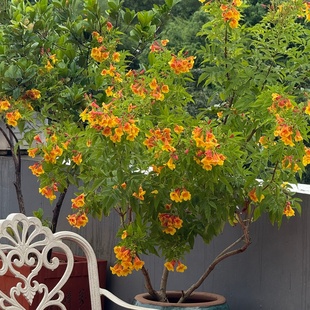 橙钟花大型木本花卉盆栽花园庭院景观流行苗木花镜植物耐热勤开花