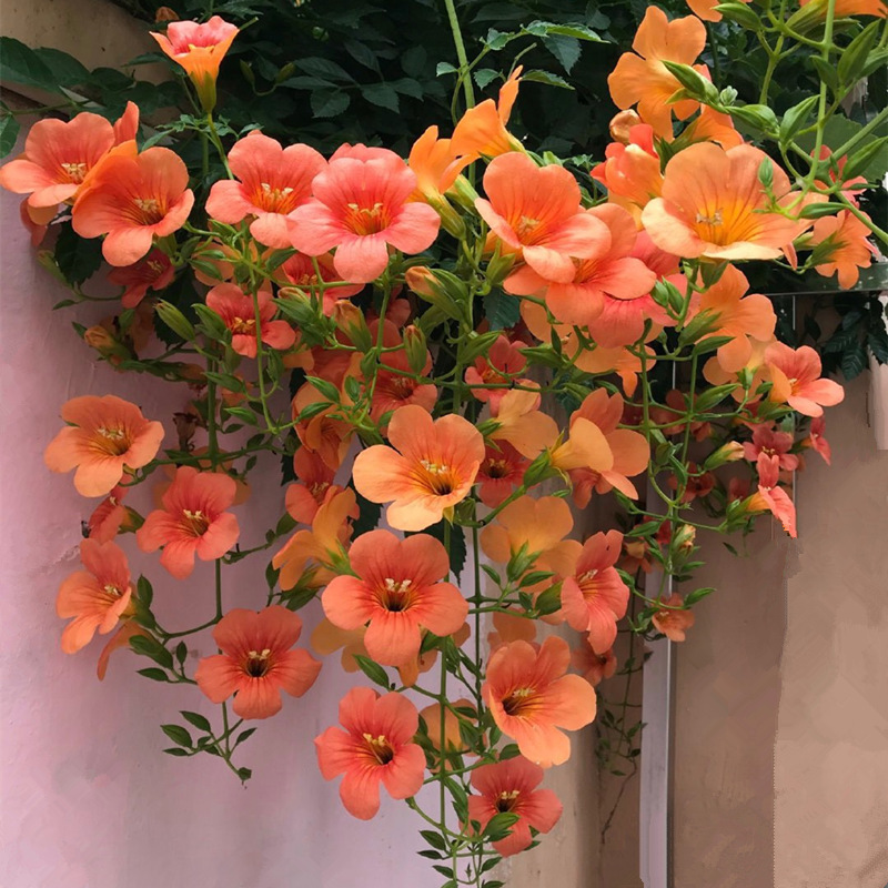 中华凌霄花盆栽带花发货耐寒耐热