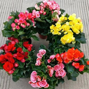 丽格海棠花苗重瓣玫瑰海棠盆栽带花苞室外室内阳台开花植物年宵花