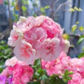 糖果天竺葵盆栽成品带花苞阳台庭院花园花卉四季 开花植物耐晒耐热