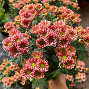 三文鱼菊花盆栽带花苞小雏菊千头菊成品带花阳台庭院耐寒绿植花卉
