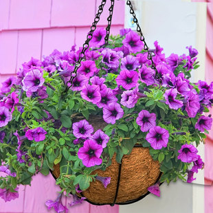 14寸圆形悬挂椰棕吊盆吊兰花盆吊篮挂多肉绿萝创意墙壁挂