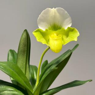 绿肉饼兜兰盆栽带花苞发办公室客厅书房阳台摆放趣味绿植花卉大花